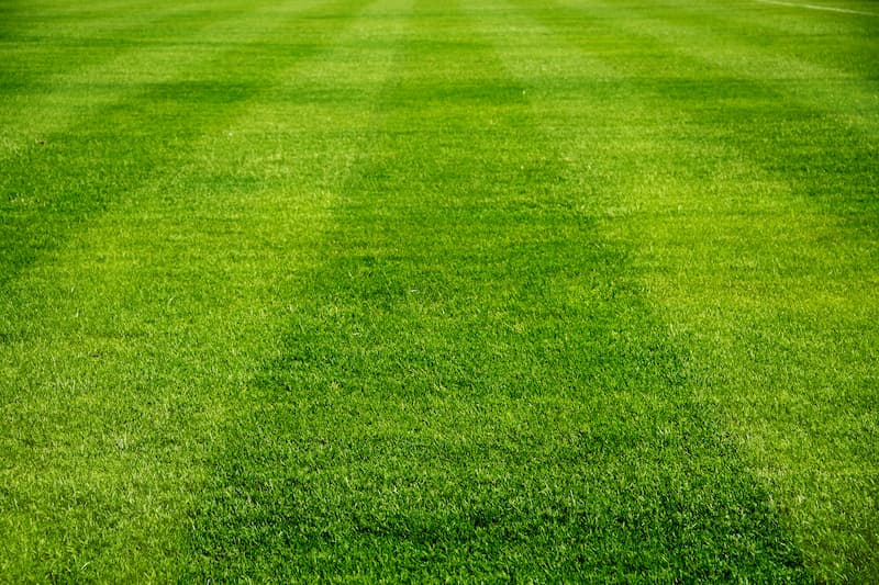 Healthy Lawn