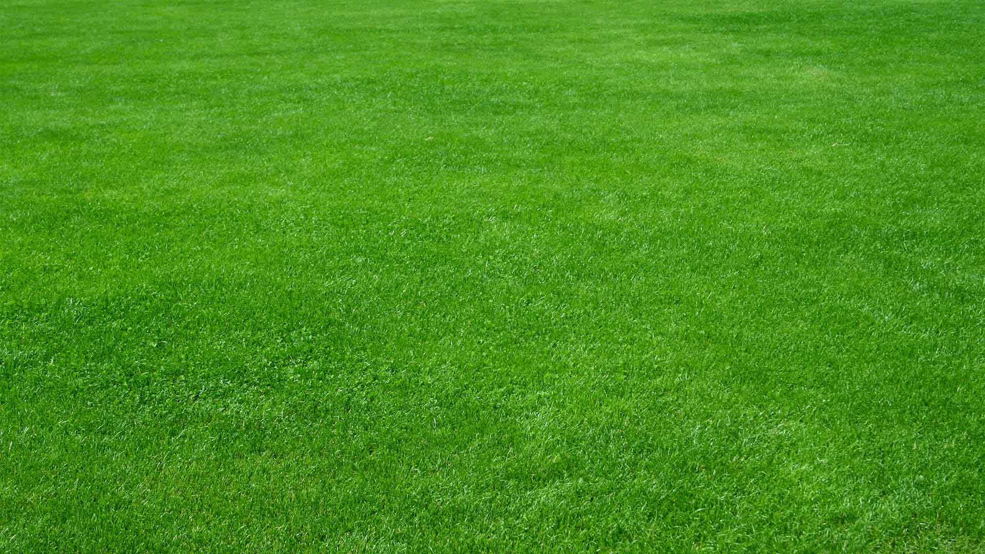 Healthy Lawn Background