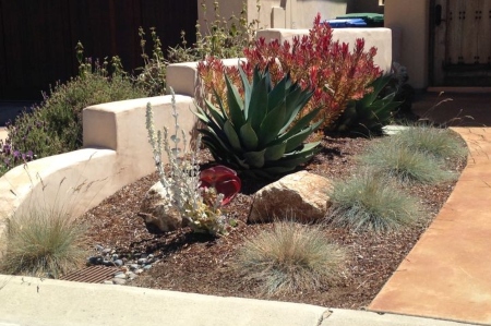 5 Low Water Plants to Incorporate in Your San Luis Obispo Landscaping Design
