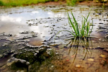 5 Signs Your Yard Has Poor Drainage