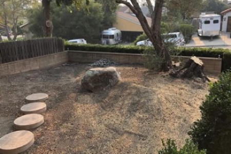 When to Trim Vs. Remove a Tree on Your SLO Property