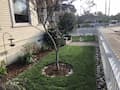 Residential Landscaping Transformation in San Luis Obispo, CA 4