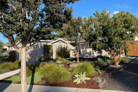 Tree pruning services san luis obispo