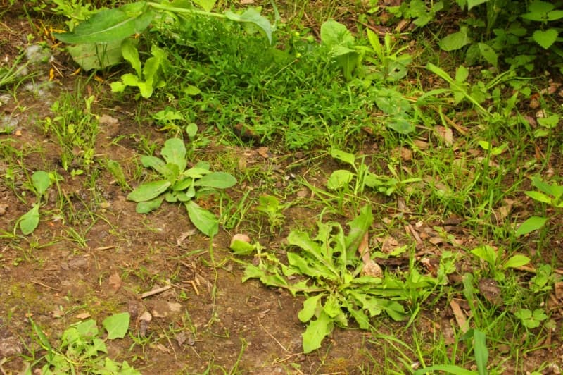Weed Control Service Image
