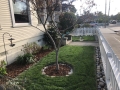 residential-landscaping-transformation-san-luis-obispo-4