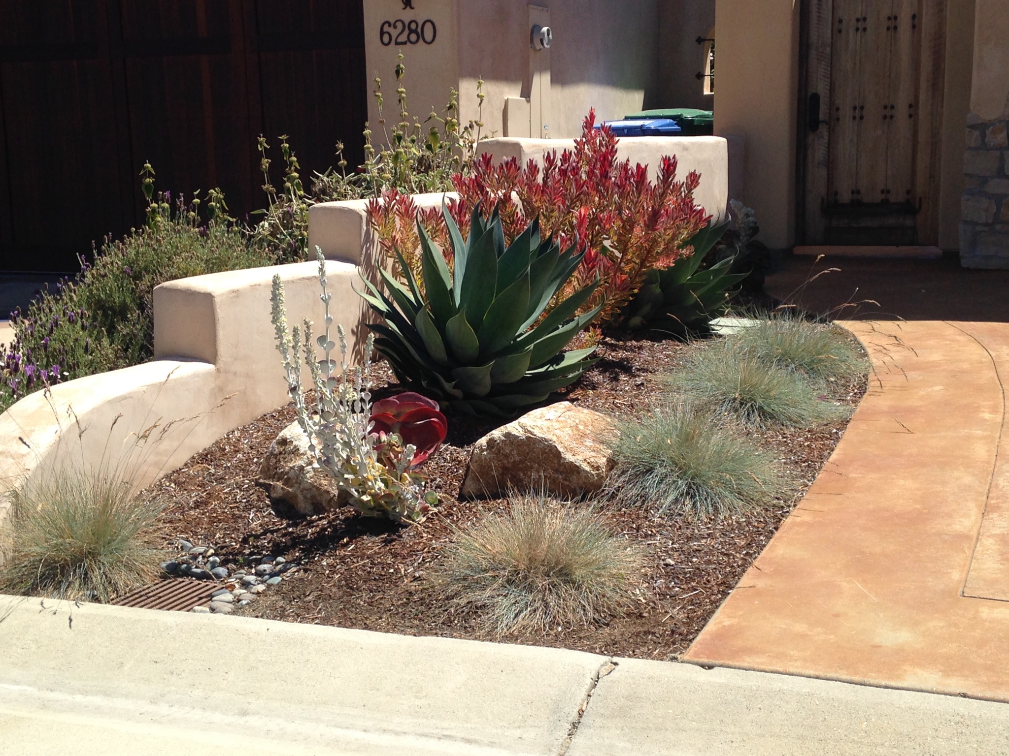 5 Low Water Plants to Incorporate in Your San Luis Obispo Landscaping Design