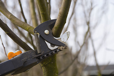 tree pruning San Luis Obispo.jpg